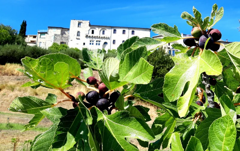 Randonnée Sentier du Site Remarquable du Goût des figues · Vézénobres