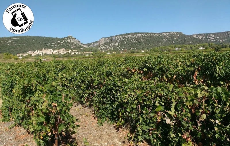 VTT Parcours VTT La Gravette, entre vigne et garrigue · Corconne