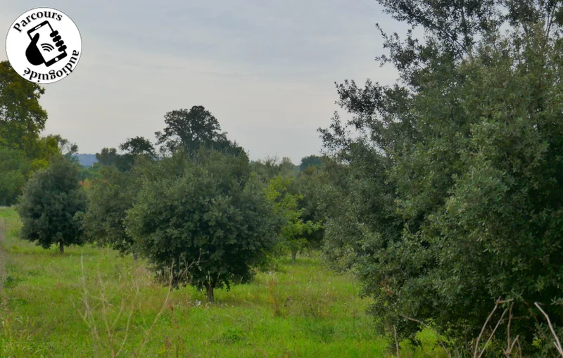 Vélo de route Boucle cyclo-découverte de la Gardonnenque · Saint-Geniès-de-Malgoirès
