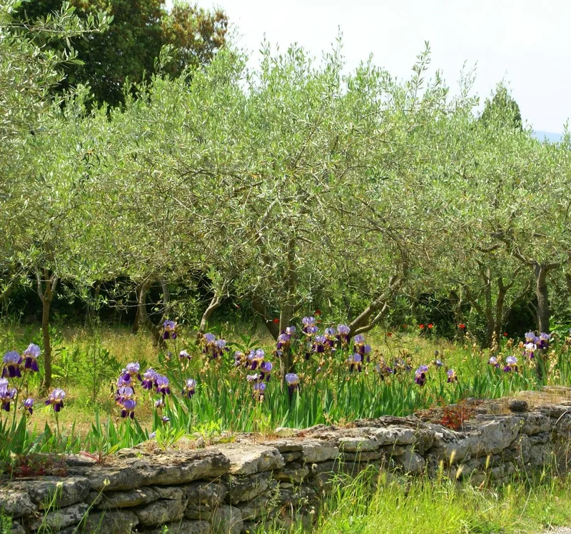 Vélo de route Boucle cyclo-découverte des Olivettes · Calvisson