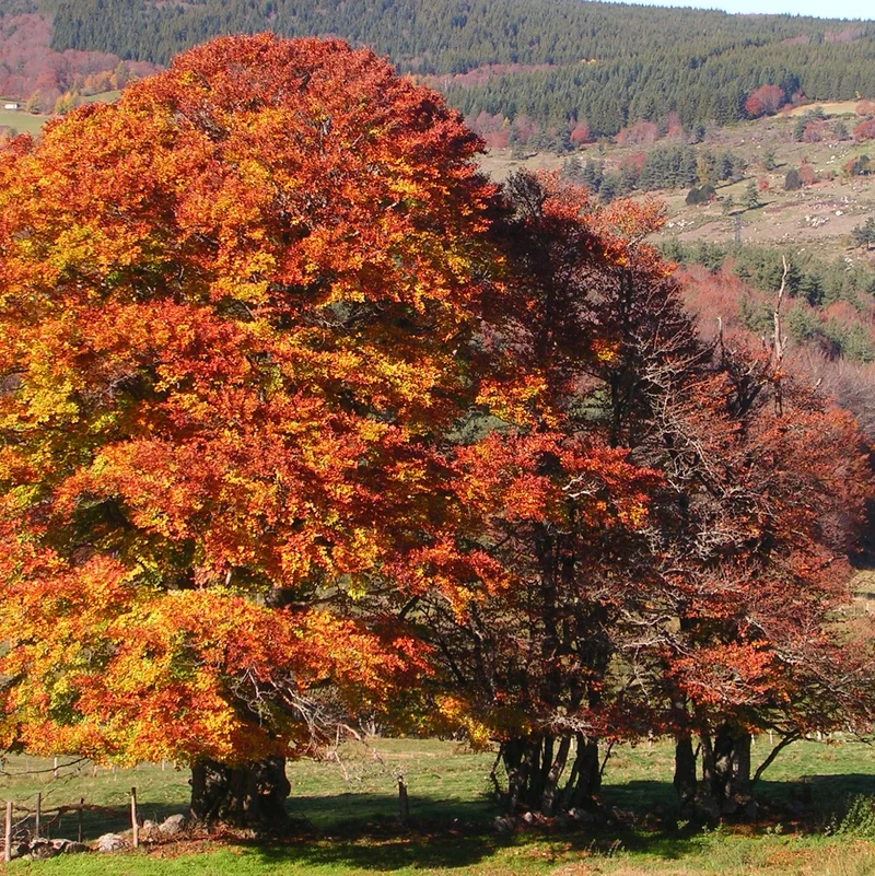 Randonnée Week-end Bourdon et Granite · Saugues