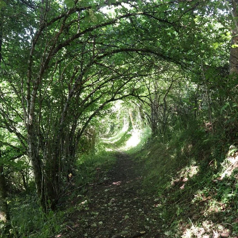 VTT 33 - Le suc de Mons · Saint-Pal-de-Mons