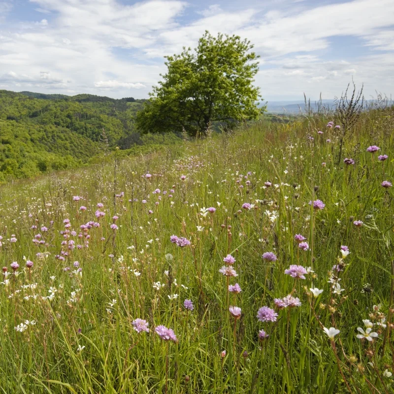 Randonnée PR414 Le Chemin des Grives · Vézézoux