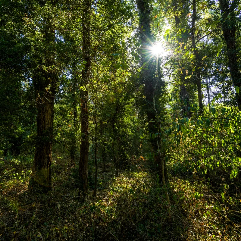 Randonnée PR705 Les Panoramas de Lubilhac · Brioude