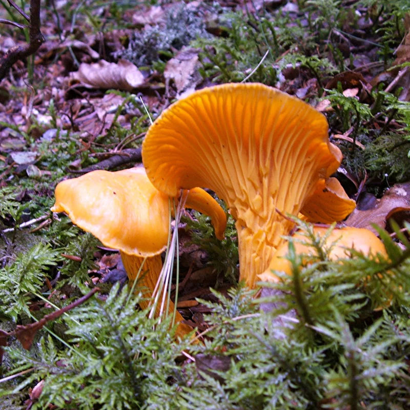 Randonnée PR520 L'étang du Villard · Sainte-Sigolène