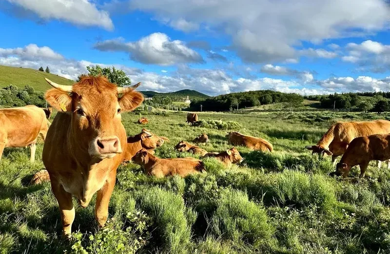 Vélo de route Le chemin du Fin gras · Les Estables