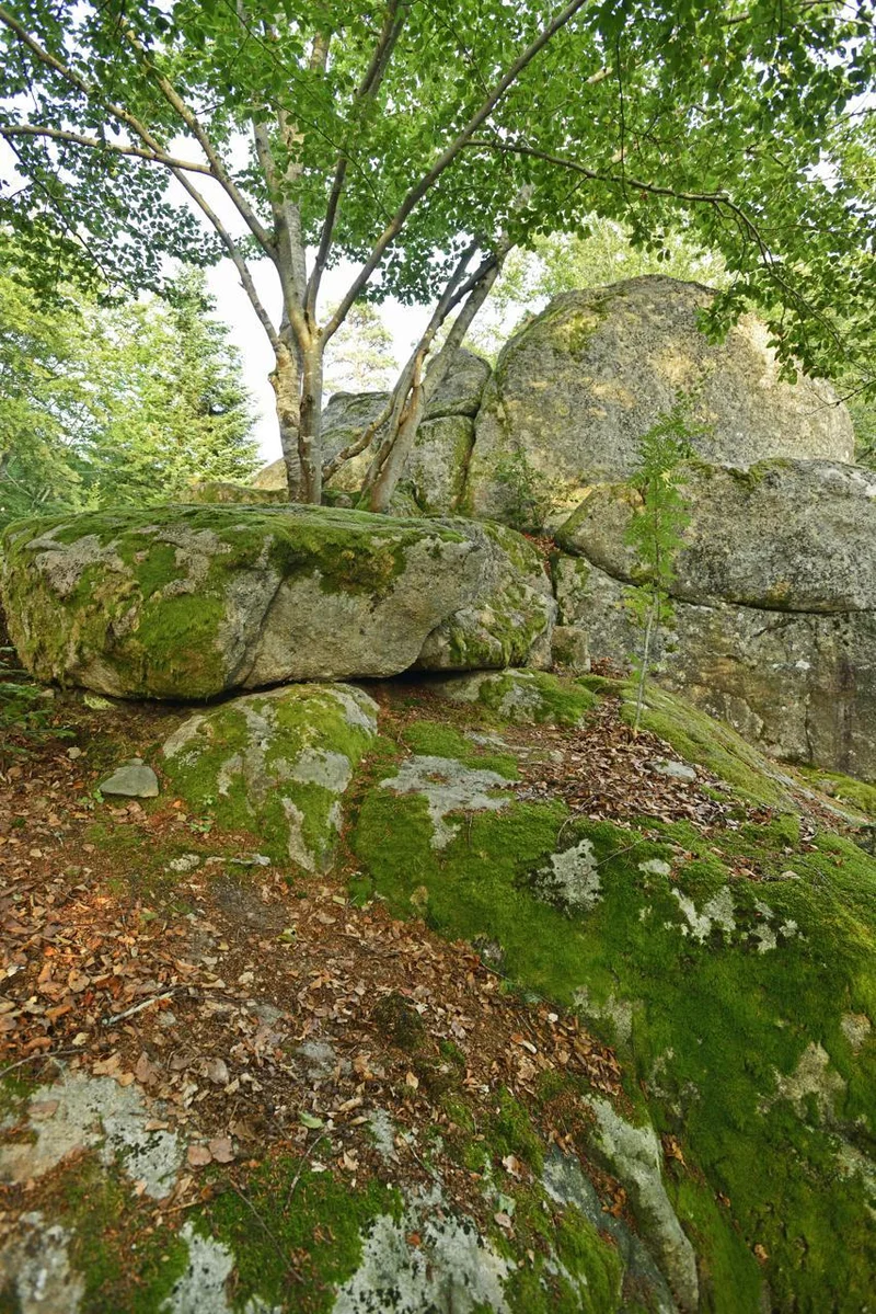 Trail T52 - La Roche Druidique · Tence