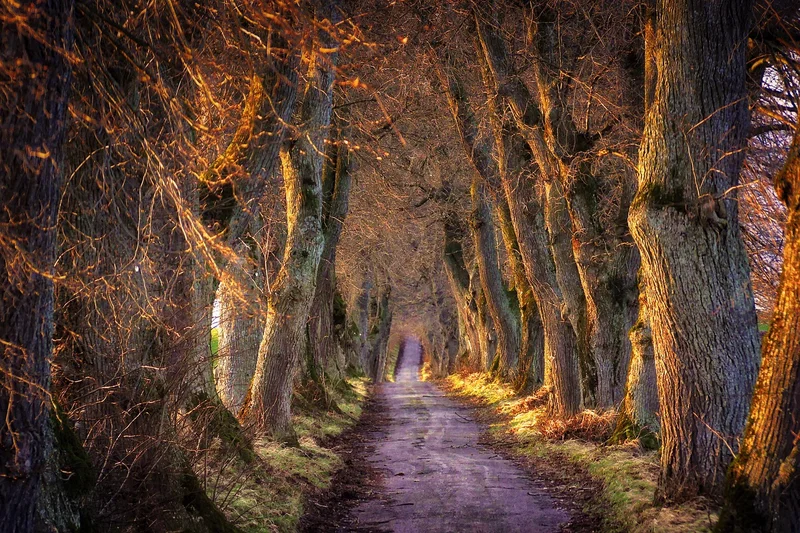 Randonnée Sentier pédestre de Huismes - Circuit N°2 · Huismes