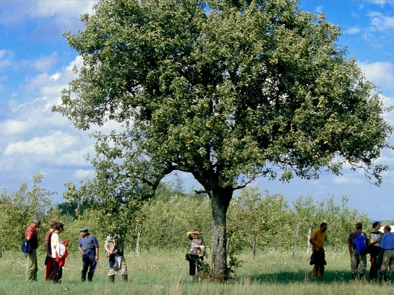 Randonnée Circuit du Turpenay · Rivarennes