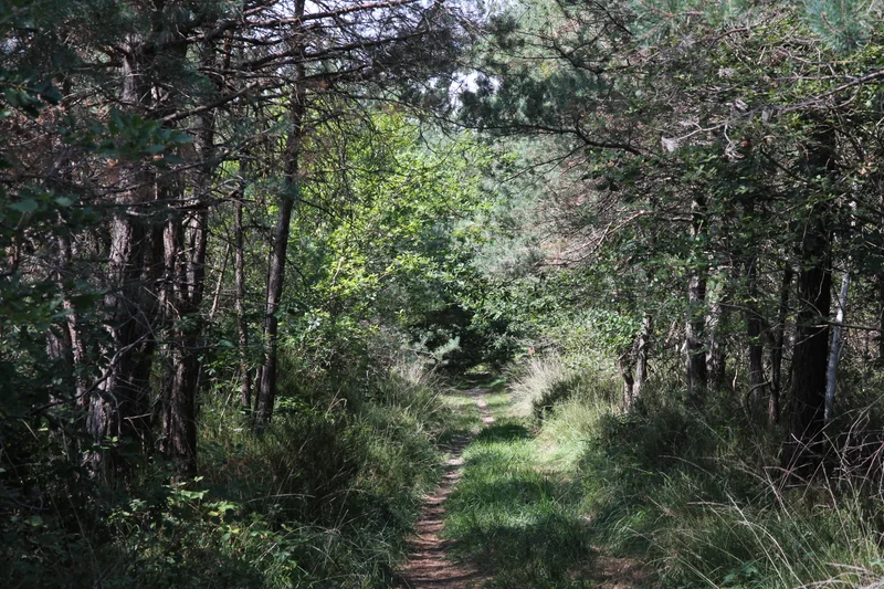 Randonnée Sentier nature - Saint-Benoit la Forêt, au cœur de la forêt de Chinon · Saint-Benoît-la-Forêt