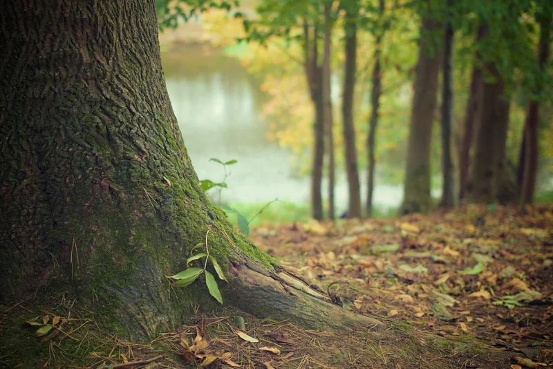 Randonnée Circuit de randonnée : La forêt de nos ancêtres · Brain-sur-Allonnes