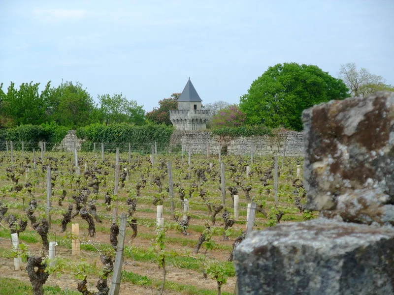 Randonnée Circuit de randonnée : Au coeur du vignoble · Saumur