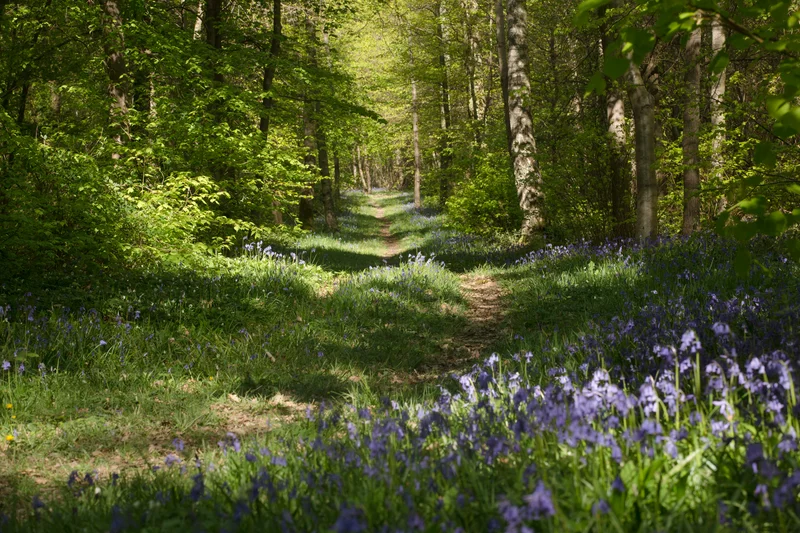 Randonnée Sentier de découverte – La forêt, un enjeu de taille · Tuffalun