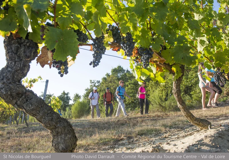Randonnée Circuit patrimoine - Dans les vignes du marquis · Brézé