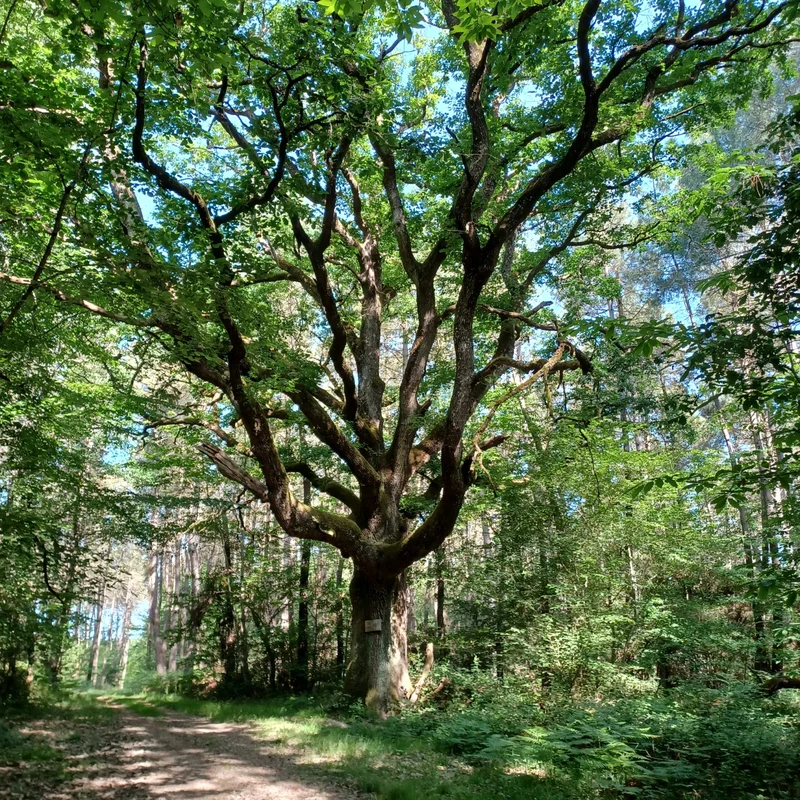 Randonnée L'arbre remarquable · Panzoult