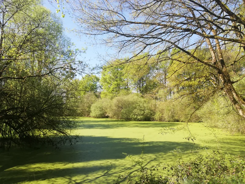Randonnée Les marécages · Sorigny