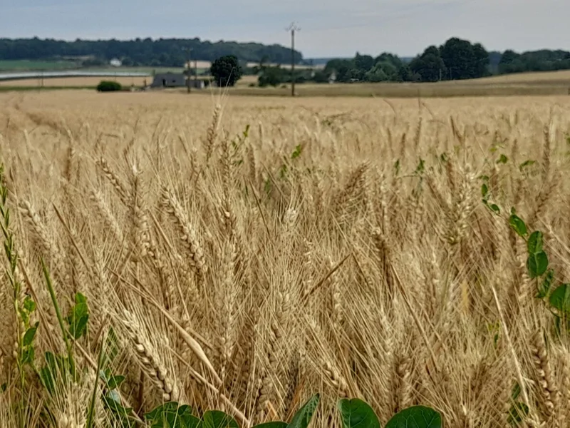 Randonnée Tuffeau et bois - Bauné · Loire-Authion