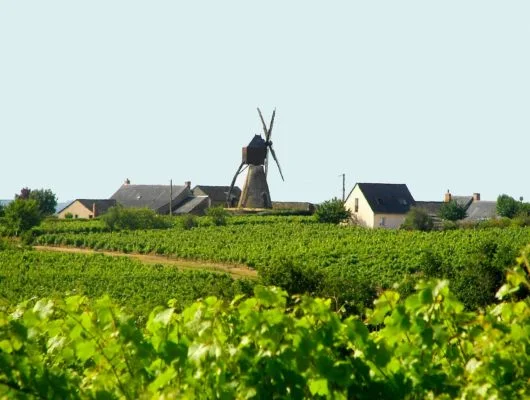 Randonnée Circuit des Mailles · Bellevigne-en-Layon