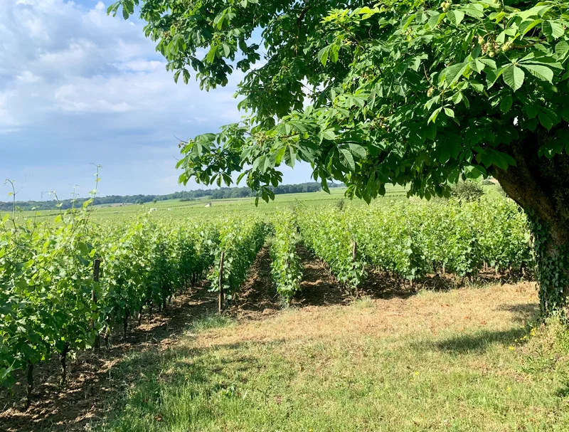 VTT Circuit VTT Vignes et coteaux du Saumur-Champigny · Turquant