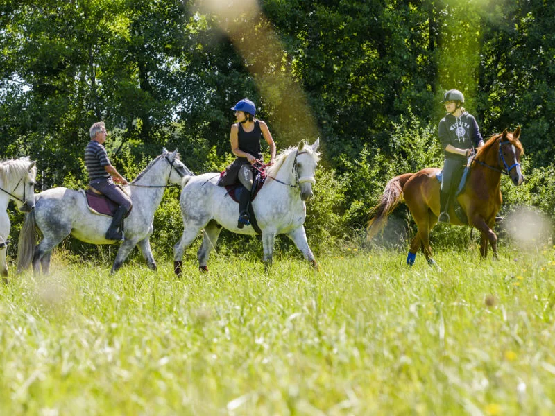 VTT Entre forêt et clairière en VTT · Bourgueil