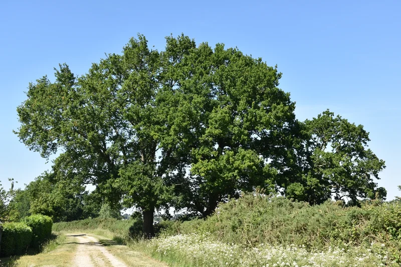 Vélo de route Le Coin Carré · Donges