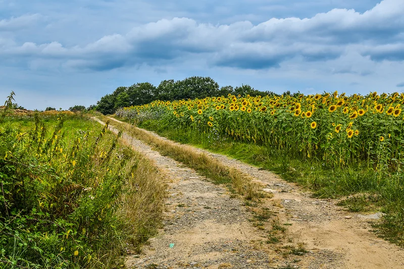 Vélo de route Circuit entre Logne et Boulogne · Corcoué-sur-Logne