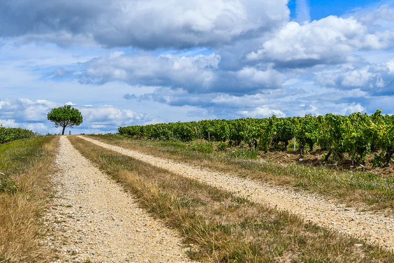 Vélo de route Circuit le Gué de la Logne · Saint-Philbert-de-Grand-Lieu