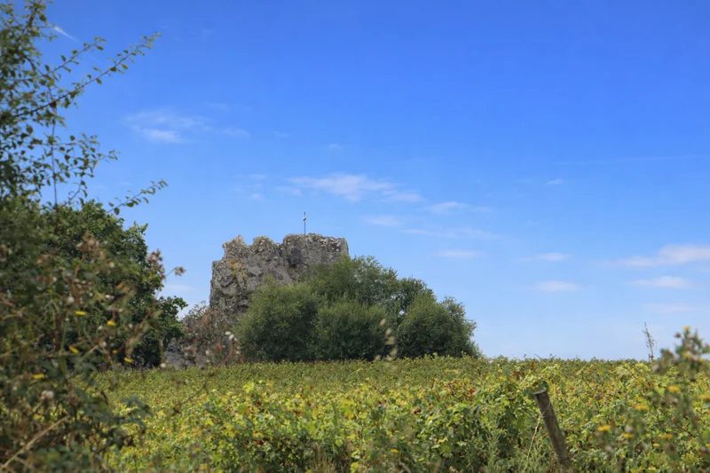 Randonnée Vignobles & Vallée · Ancenis