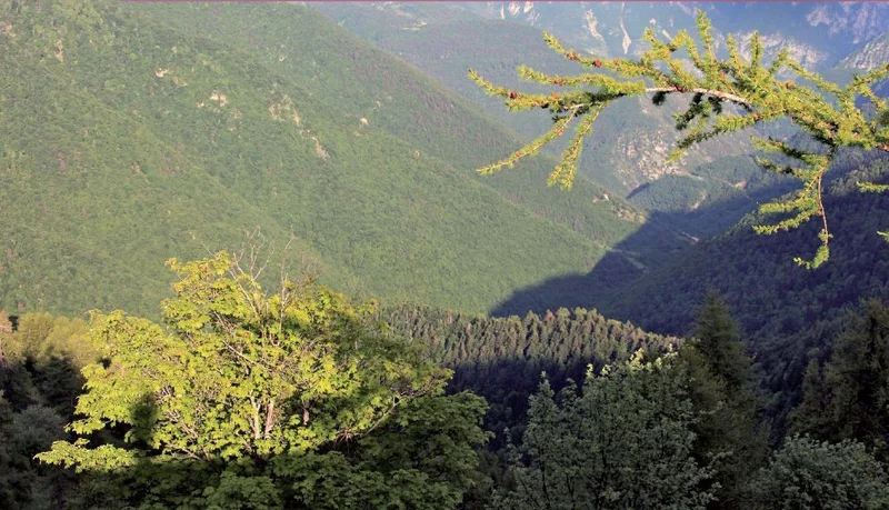 Randonnée Forêts de l'Avenquet et de Bouissiéra · Moulinet