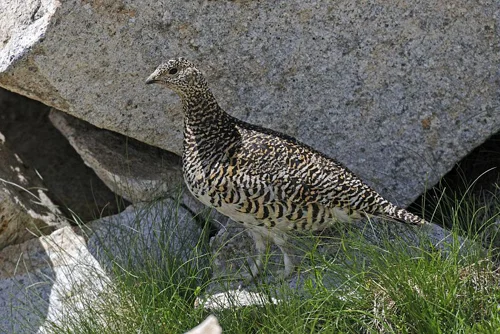 Randonnée Le vallon de l'Estrop · Entraunes