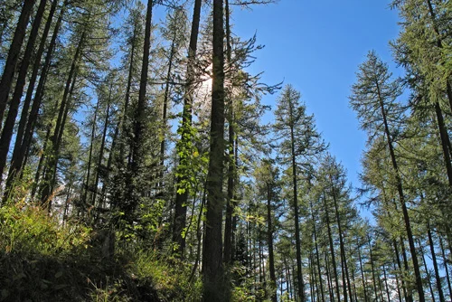 Randonnée Forêt de Ratery · Chaumie