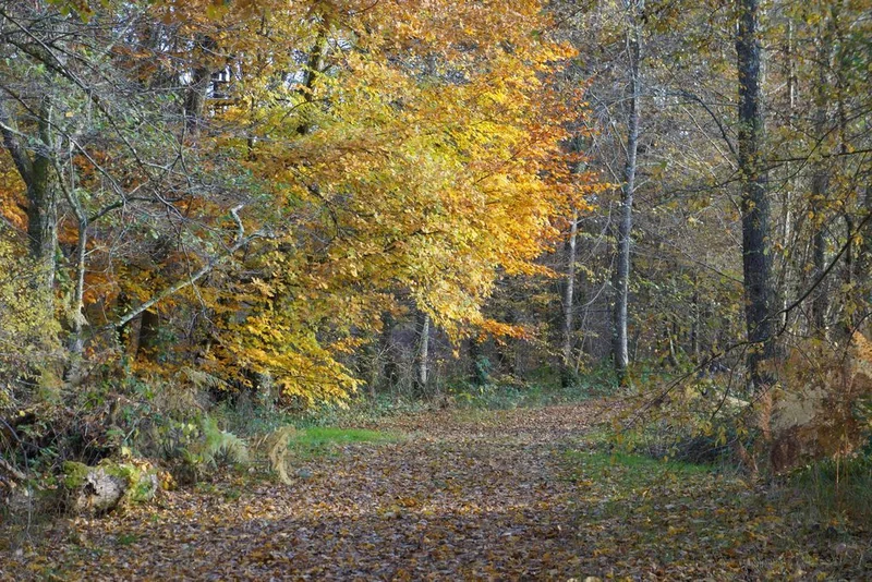 Randonnée Sentier de Brignac au Moulin du Got · Royères