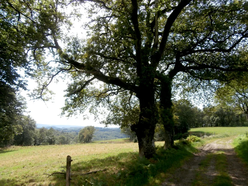 Randonnée Circuit des Grammonts · Peyrat-le-Château