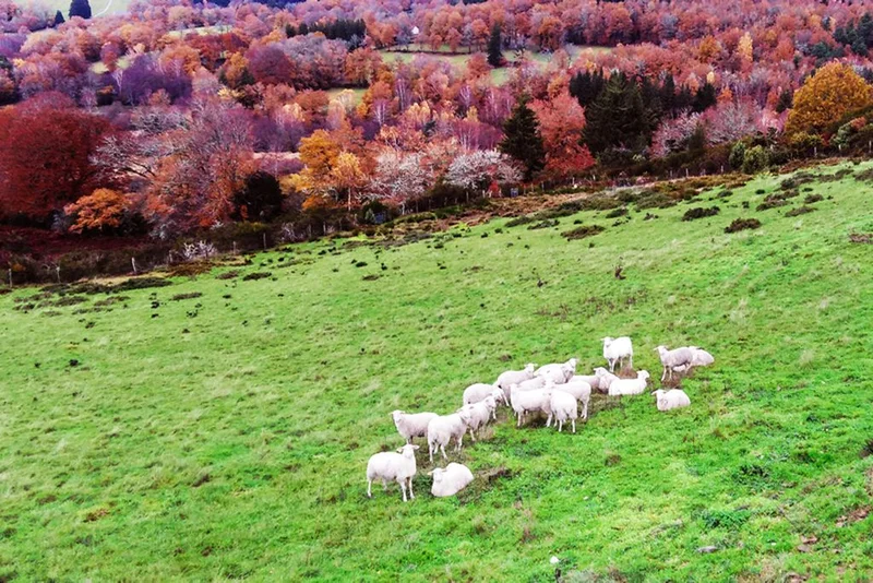 Randonnée Landes et Tourbières · Gioux