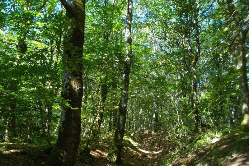 Randonnée Circuit du Peux des Faux · Saint-Oradoux-de-Chirouze
