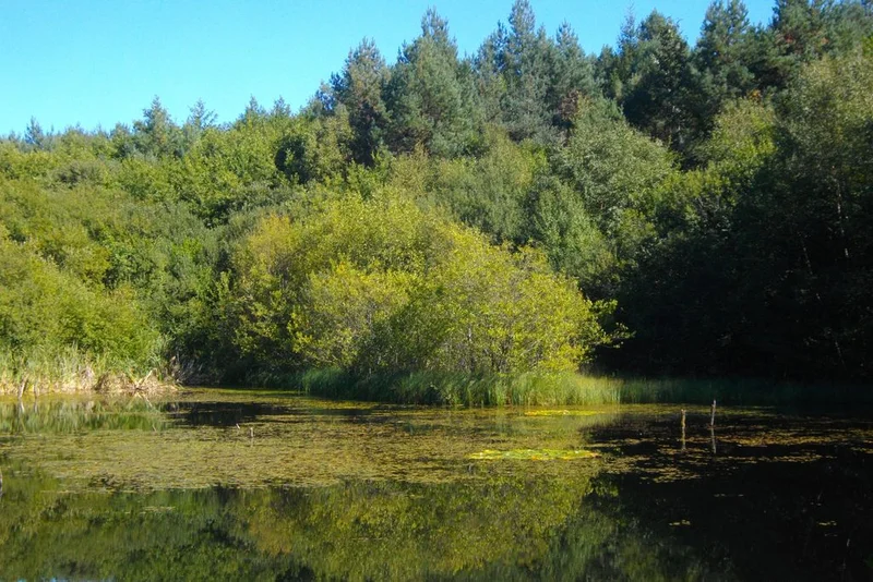 Randonnée Découverte de la forêt · Neuvic