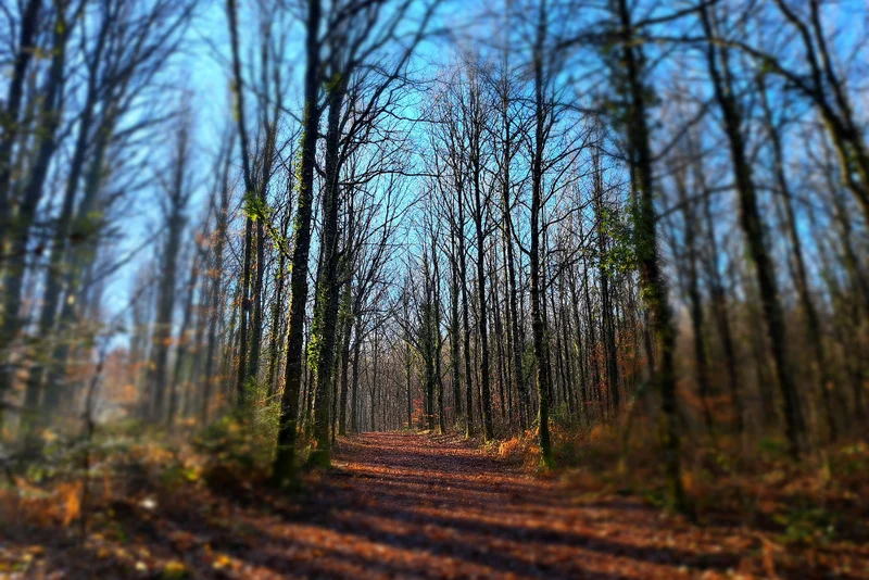 Randonnée Forêt Domaniale · Saint-Sornin-Lavolps