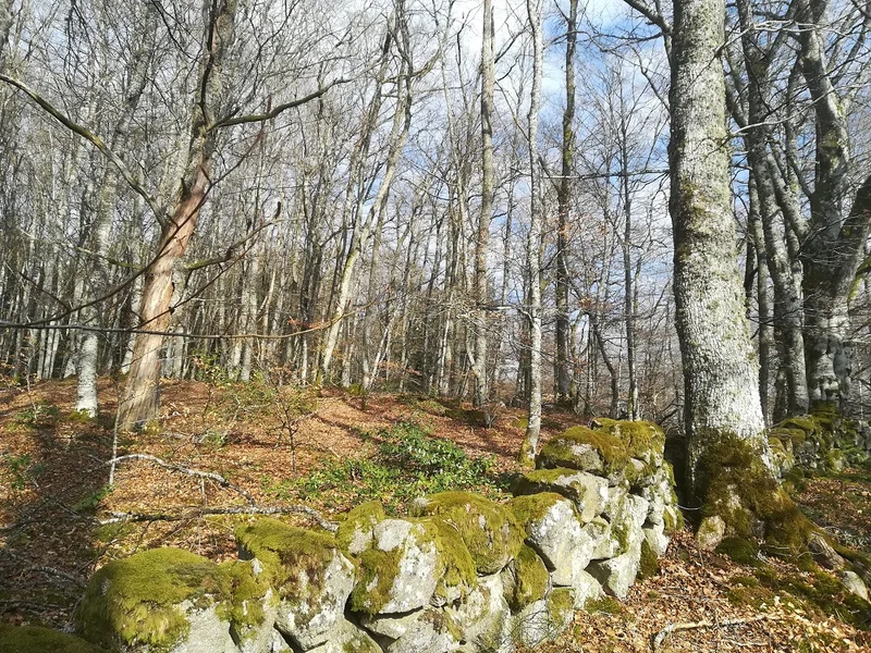 Randonnée Sentier découverte ONF · Saint-Pardoux-d'Arnet
