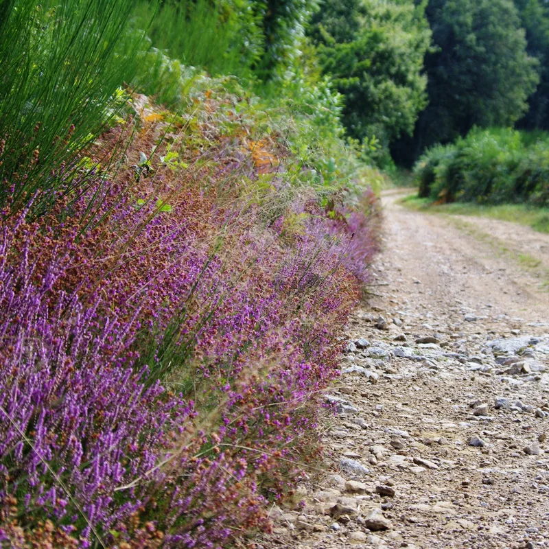 Randonnée Boucle Entre Combade et Briance du GR® de Pays Monts et Barrages en Limousin · Châteauneuf-la-Forêt