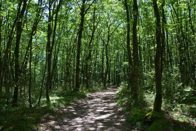 VTT La Forêt de Mirambel - Circuit court · Sornac