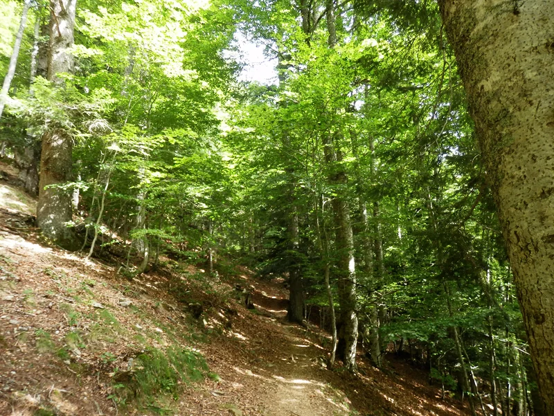 Randonnée La cabane de Chérue · Laruns