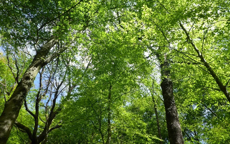 Randonnée Bois de Bénéjacq · Bénéjacq