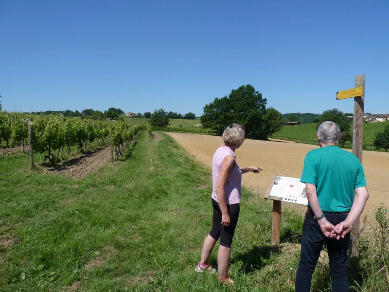Randonnée Aydie, promenade Joseph Peyré, au cœur du vignoble · Aydie