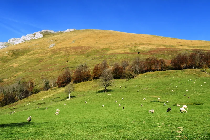 Randonnée N°7 Aspe - Col de Laünde · Lourdios-Ichère