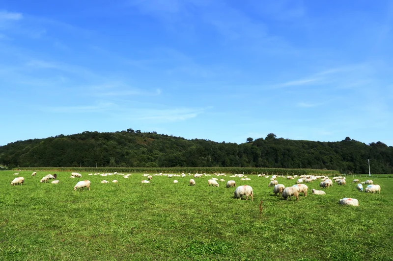 Randonnée N°8 Pantières · Lanne-en-Barétous