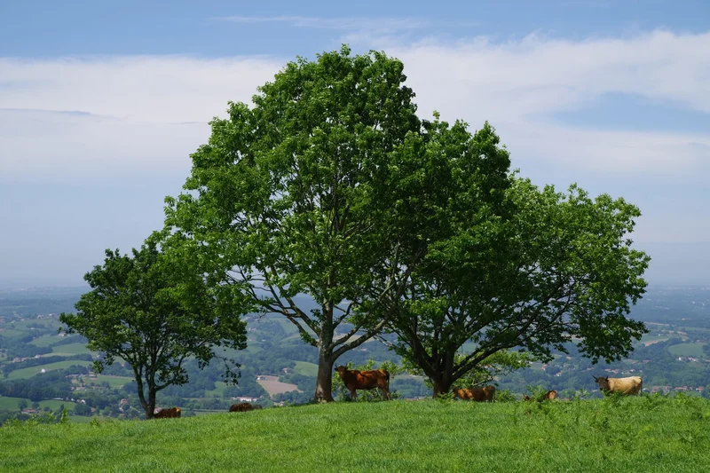 Randonnée Ezkandrai · Ustaritz