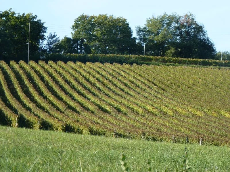 Vélo de route Châteaux et vignobles du Madiran (cyclotourisme) · Lembeye