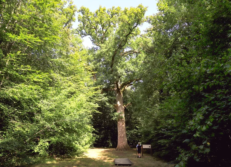 Randonnée Le Rocher Broutin, Bagnoles de l'Orne - Randonnée à pied · Bagnoles-de-l'Orne