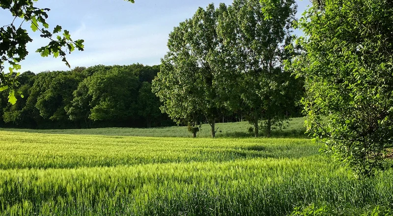Randonnée Autour du bois de Saint Georges - Randonnée à pied dans le Perche · Rémalard en Perche