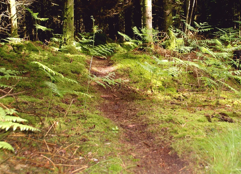 Trail 01 Les Petits Bois - Station de Trail® du Massif d'Ecouves · Écouves